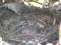 Download Lagu 'Webcam' in vogelnest (bird's nest)