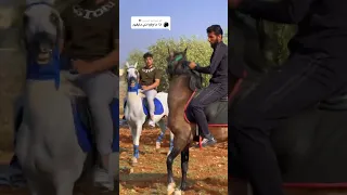 الاصيل ما بوقع خيالو خيل العربي الاصيل 