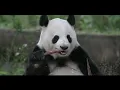 The Importance of Panda Conservation and Efforts 15 Minutes Microlearning