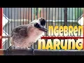 Download Lagu Trucukan gacor emosi ngebren agar trucuk lain ikut bunyi emosi gacor dan buka suara dijamin ampuh