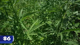 Virginia judge allows ban on hemp products with over 2 milligrams of THC