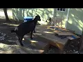 Maya gets protected by Kylie the goat at Alveus