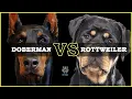 Doberman vs Rottweiler - Which is the Best Dog