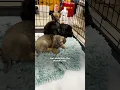 Download Lagu Puppies Can't Believe It When Their Real Mom Gets Fostered Too | The Dodo