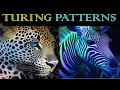 5 Mind-Blowing Turing Patterns Secrets Revealed