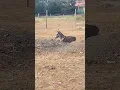 Download Lagu The Chilling African Donkey #capturedoncamerake #donkey #shorts