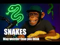 Snakes Are Weirder Than You Think Animal Facts