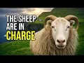 An ANIMAL Runs This Country