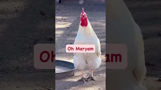 ردي مريم  ضحك   دندنها