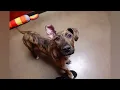 Introducing Hilda and Ludwig rescued from an impound