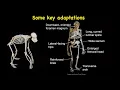 The Evolution of Walking and Running - The Evolution of Human Physical Activity