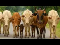 Download Lagu Video Sapi Lembu Gembala di Giring Menuju Ke Kandang Peternakan Hewan Ternak Sapi - Bunyi sapi lucu