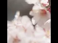 Toma: Cerasus Itosakura