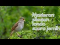 Download Lagu Sikatan londo audio jernih , Common nightingale burung 1001 suara cocok untuk masteran burung juara