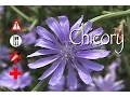 Chicory Edible Medicinal Cautions