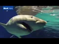 Great White Shark dies after just three days in aquarium - Daily Mail