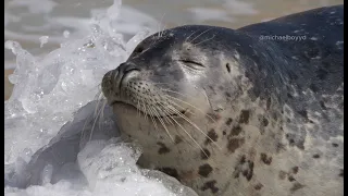 Seals Being Cute on the Beach