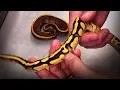 Cypress Gene - Who knew it could do THIS MUCH Morphs 101 Special Reptile Super Show Update