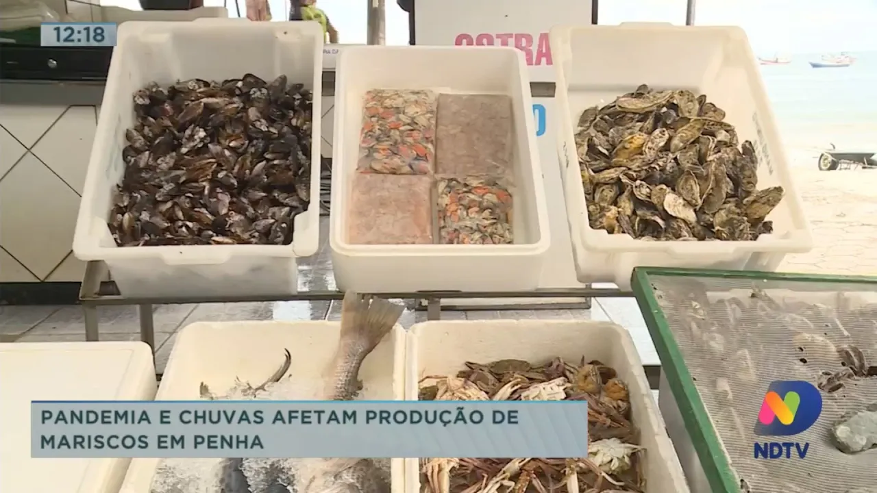 Pandemia e chuvas afetam produção de mariscos em Penha