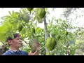 Download Lagu Sirsak/nangka sabrang  mengkal masak dgn tempe semangit, sambal tlenjeng coal daun cakra cikri