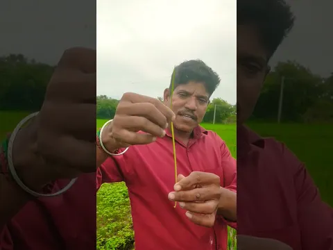 யானைக்கால் நோய்