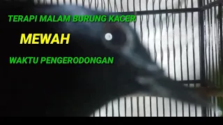 Download TERAPI MALAM BURUNG KACER MEWAH DIWAKTU PENGERODONGAN MP3