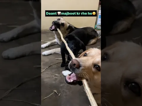 Dant majboot kr rhe he😆 || labra rubi || #shorts #youtubeshorts #labrador #dog #funny #memes #viral