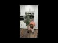 Transform your space with this tall faux eucalyptus tree