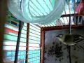 Download Lagu Suara pleci aneh ... di duga jelmaan jin