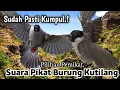Download Lagu SUARA PIKAT BURUNG KUTILANG, SUDAH PASTI KUMPUL. AMPUH..