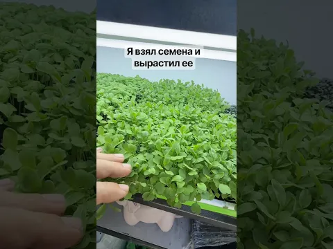 Руккола микрозелень и беби лист