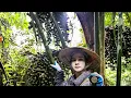 Download Lagu Panen buah liar di hutan - panen 2 hari, jual dalam 5 menit