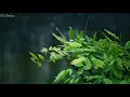 Download Lagu Suara Piano \u0026 Suara Hujan Petir | Relaxing Music | Meditasi