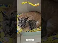 Download Lagu Bangyen dan Yunhi lagi asik berduaan..😍😁 #cat #pet #shorts #short #pets #kucing #petslovers #fyp