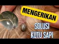 Download Lagu BAHAYA.... KUTU / CAPLAK PADA SAPI. SIKAT HABIS DENGAN INSEKTISIDA MERUGIKAN...!!