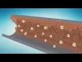 BIO CLEAN 30 SEC AD