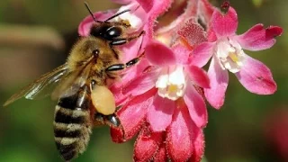 طرق إبداعية لتثبيت حفظ سورة النحل بالروابط 79 ــ 81 حصة 29 