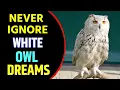 White Owl in Dream Meaning Dreaming of White Owl White Owl Dream Interpretation