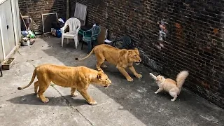 Angry Cats vs Wild Animals Caught on Camera