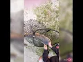My 12 year old slamming fish Shortys Pay Lake April 2022