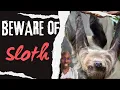 Sloths Are More Dangerous Than You Think