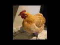 How to give a sick chicken a shot