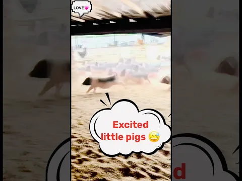 Excited little pigs π
#littlepig #cutepigs #piggybank #littlepiggies # #animals #shorts #viral