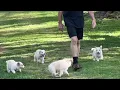 AKC Border Collies for sale in Ky see AKC Marketplace for info