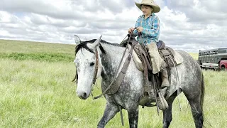 Smokey - Experienced Ranch Horse