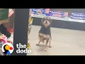 Guy Finds A Stray Dog Inside Dollar General The Dodo