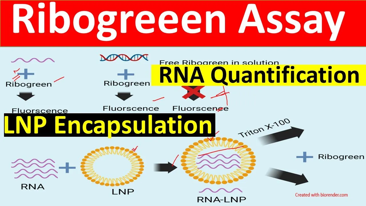 Ribogreen Assay- RNA quantification | Ribogreen Assay Encapsulation (for beginners) |