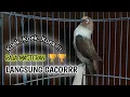 Download Lagu Lovebird Ngekek Panjang, 100% Jitu Memancing Lovebird DIAM JARANG BUNYI Langsung NYAUT