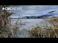 Lagu Why experts are pushing to flood agricultural land in B.C.