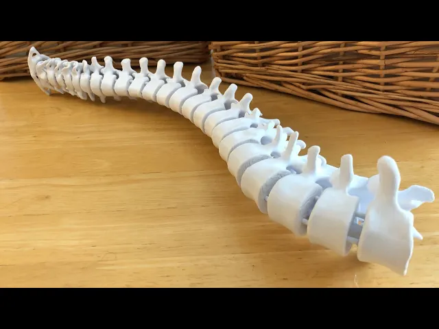 Flexible Spine Model with Display Stand video thumbnail
